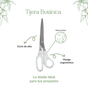 TIJERA BOTANICA MANGO HOJAS